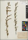 Foto von Salix purpurea L.